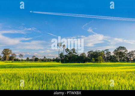 Abstrakte Soft Focus Semi Silhouette grün Rohreis Feld mit dem schönen Himmel und Wolken am Nachmittag in Thailand. Stockfoto