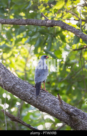 Dunkle chanting goshawk Melierax metabates, Erwachsener, thront auf Niederlassung in Wäldern, Wurokang, Gambia, November Stockfoto