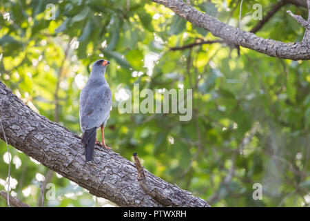 Dunkle chanting goshawk Melierax metabates, Erwachsener, thront auf Niederlassung in Wäldern, Wurokang, Gambia, November Stockfoto