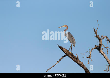 Goliath heron Ardea Goliath, in toten Baum gehockt, Tendaba, Gambia, November Stockfoto