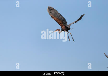 Goliath heron Ardea Goliath, Erwachsener, vom Baum, Tendaba, Gambia, November Stockfoto