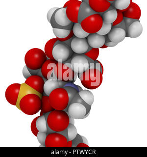 Chondroitin Sulfat (kurze Fragment). Wichtiger Bestandteil des Knorpels. Als diätetische Ergänzung in der Behandlung von Arthrose. 3D-Rendering. Atom Stockfoto