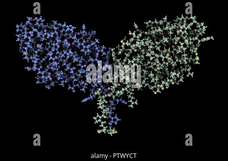 CTLA-4 (zytotoxischen T-Lymphozyten-assoziierten Protein 4, CD152) Protein. CTLA4 blockierende Antikörper sind in der Krebstherapie (immun Checkpoint Blockade verwendet. Stockfoto