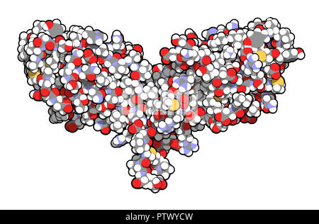 CTLA-4 (zytotoxischen T-Lymphozyten-assoziierten Protein 4, CD152) Protein. CTLA4 blockierende Antikörper sind in der Krebstherapie (immun Checkpoint Blockade verwendet. Stockfoto