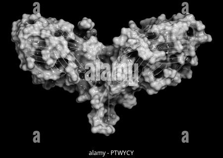 CTLA-4 (zytotoxischen T-Lymphozyten-assoziierten Protein 4, CD152) Protein. CTLA4 blockierende Antikörper sind in der Krebstherapie (immun Checkpoint Blockade verwendet. Stockfoto