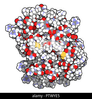 Plättchenfaktor 4 (PF-4) chemokine Protein. 3D-Rendering, die Atome als Kugeln mit konventionellen Farben vertreten. Stockfoto