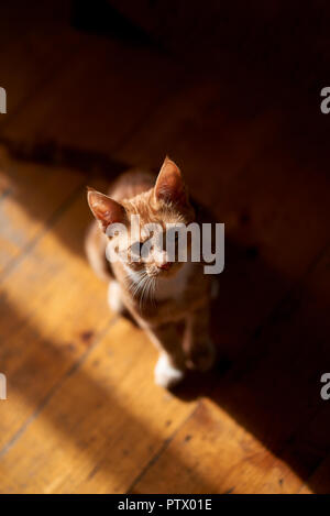 Adorable Ingwer Katze sitzt auf einem Holzboden, beleuchtet mit hohem Kontrast Sonnenlicht. Stockfoto