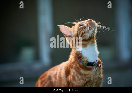 Stattliche Red Ginger tabby Katze, beleuchtete und isoliert mit einem aus blauem Hintergrund suchen mit Neugier. Stockfoto