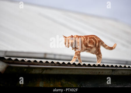 Ginger rot gestromte Katze entlang auf einem Wellpappe Tin Roof. Stockfoto