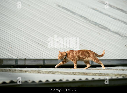 Junge rote Ginger tabby Katze zu Fuß auf und über einem Wellblechdach. Stockfoto