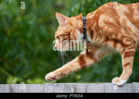 Ginger rot gestromte Katze zu Fuß auf einem hölzernen Zaun mit einem aus grünem Hintergrund. Stockfoto