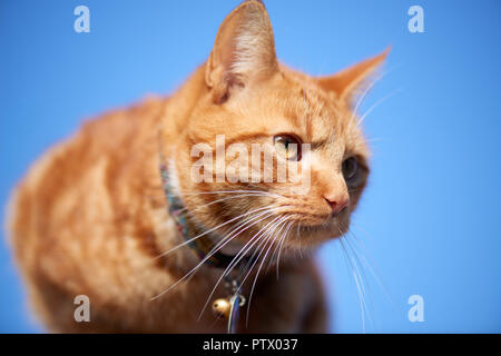 Junge ginger Red Tabby cat schließen Portrait von unten gegen den blauen Himmel Hintergrund fotografiert. Stockfoto