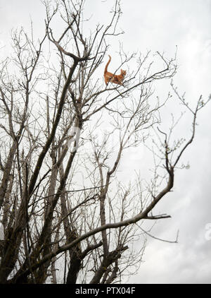 Abenteuerlustig crazy Red Ginger tabby Katze thront hoch oben in einem Winter Baum auf Ästen. Stockfoto