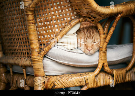 Cute ginger Tabby rote Katze schlafend auf einem Stock Stuhl Nickerchen. Stockfoto