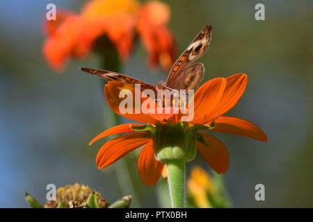 Insekten auf Mexikanische Sonnenblume am Ende der Erntesaison Stockfoto