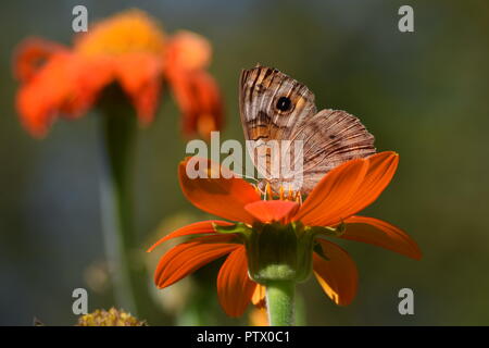 Insekten auf Mexikanische Sonnenblume am Ende der Erntesaison Stockfoto