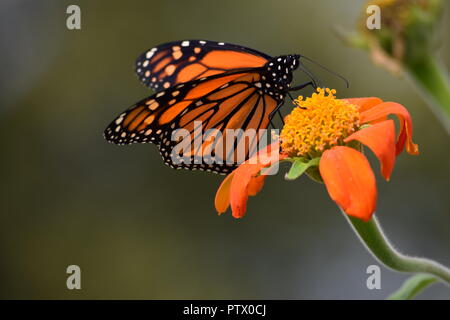 Insekten auf Mexikanische Sonnenblume am Ende der Erntesaison Stockfoto