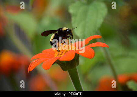 Insekten auf Mexikanische Sonnenblume am Ende der Erntesaison Stockfoto