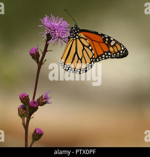 Monarch Butterfly trinken Nektar von Lila Blume Stockfoto