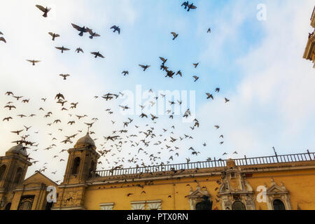 Eine Taubenschar fliegt in Kreisen gegen einen blauen Himmel um die San Francisco Church in Lima, Peru, eine zweifache Kathedrale mit Glockenturm, die gelb gestrichen ist. Stockfoto