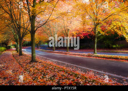 Ahorn Bäumen kurvenreich kurvenreiche Straße mit Herbst Laub im Herbst Jahreszeit in Oregon Stockfoto