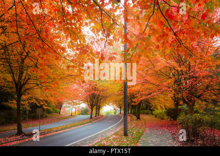 Ahorn Vordach gesäumt Kurvenreich kurvenreiche Straße mit Herbst Laub im Herbst Jahreszeit in Oregon Stockfoto