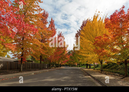 American Sweetgum Bäume Vordach gesäumt gewundenen Straße mit Herbst Laub im Herbst Jahreszeit in Oregon Stockfoto