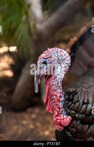 Nahaufnahme eines männlichen östlichen wilde Türkei Meleagris gallopavo entlang der Ostküste der Vereinigten Staaten Stockfoto