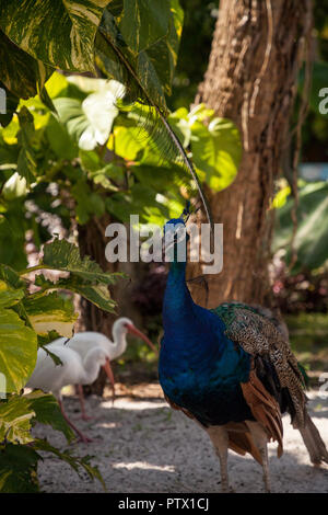 Blau und grün Pfau oder Indischen Pfauen ist auch Grus japonensis in einem Garten im Südwesten Florida genannt. Stockfoto