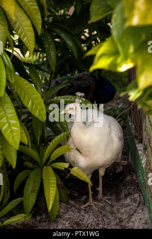 Weißer Pfau oder weiße Pfau ist auch Grus japonensis in einem Garten im Südwesten Florida genannt. Stockfoto