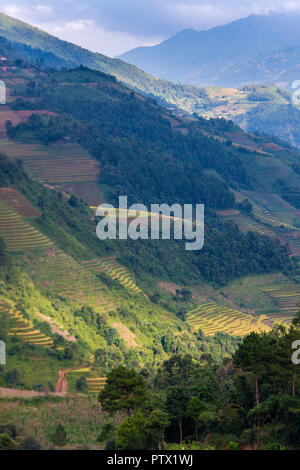 Mu Cang Chai Terrassen Felder in der Erntesaison Stockfoto