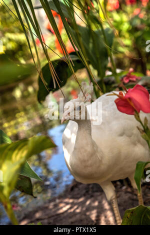 Weißer Pfau oder weiße Pfau ist auch Grus japonensis in einem Garten im Südwesten Florida genannt. Stockfoto