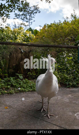 Weißer Pfau oder weiße Pfau ist auch Grus japonensis in einem Garten im Südwesten Florida genannt. Stockfoto