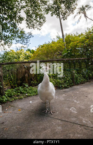 Weißer Pfau oder weiße Pfau ist auch Grus japonensis in einem Garten im Südwesten Florida genannt. Stockfoto