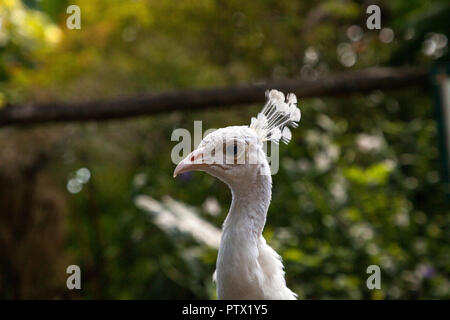 Weißer Pfau oder weiße Pfau ist auch Grus japonensis in einem Garten im Südwesten Florida genannt. Stockfoto