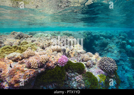 Coral Reef, Niue Island, Niue Stockfoto