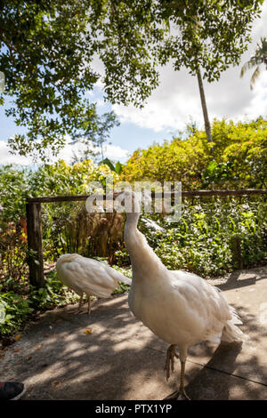 Weißer Pfau oder weiße Pfau ist auch Grus japonensis in einem Garten im Südwesten Florida genannt. Stockfoto