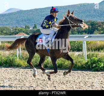 Vor dem Pferd Rennen um den Preis der Vergleich auf der Pyatigorsk Hippodrom, Russland. Stockfoto