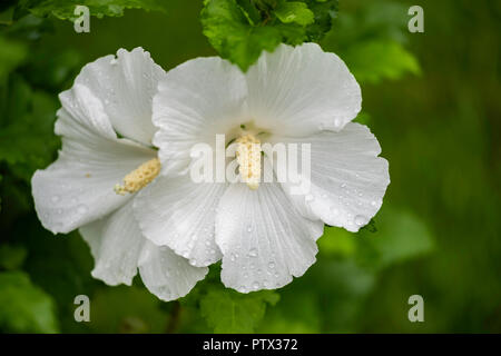 Zwei weiße Blumen auf einem stieg von Sharon Strauch, Althea, Hibiscus syriacus Diana nach einem Regen. USA. Stockfoto