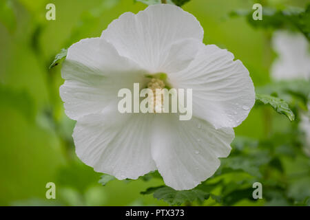 Eine reine weiße Blume, eine Rose von Sharon Strauch, Althea, Hibiscus syriacus Diana, Nach einem Regen. USA. Stockfoto