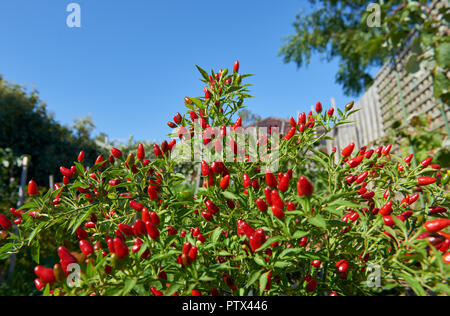 Eine Birds Eye chili Pflanze voller kleiner Chilis im Sommergarten. Stockfoto