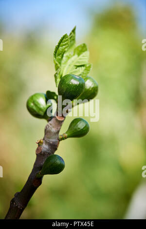 Abb. jungen Knospen Gruppe über eine Zweigniederlassung, die in einem Garten Licht der Frühlingssonne. Stockfoto