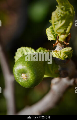 Abb. einzelne Knospe auf eine Zweigniederlassung, die in einem Garten beleuchtet durch die frühlingssonne. Stockfoto