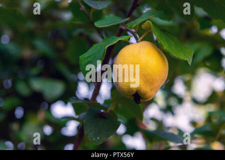 Reife Quitten Früchten an den Ästen im Garten Stockfoto