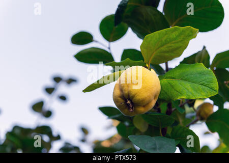 Reife Quitten Früchten an den Ästen im Garten Stockfoto