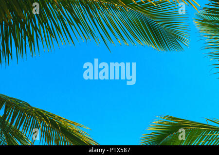 Grünes Blatt einer Palme vor dem Hintergrund einer sonnigen Himmel. Tropischen Hintergrund der Kokosnuss Blätter an den Kanten vor blauem Himmel. Für kol geeignet Stockfoto
