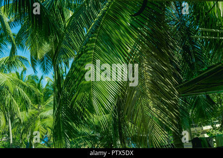 Palm Tree, Foto von großen Palmen, tropischen Hintergrund mit Palmblättern. Regenwald, Natur, Pflanze, Freizeitaktivitäten, ein Paradies. Stockfoto
