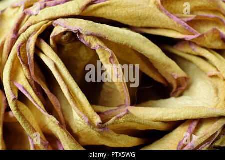 Nahaufnahme der Trocknung gelbe Rose. Stockfoto