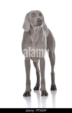 Studio geschossen von einem entzückenden weimaraner Hund stehen auf weißen Hintergrund. Stockfoto