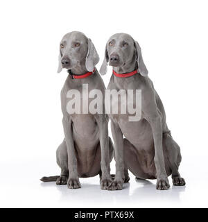 Studio Schuß von zwei adorable weimaraner Hund sitzen auf weißem Hintergrund. Stockfoto